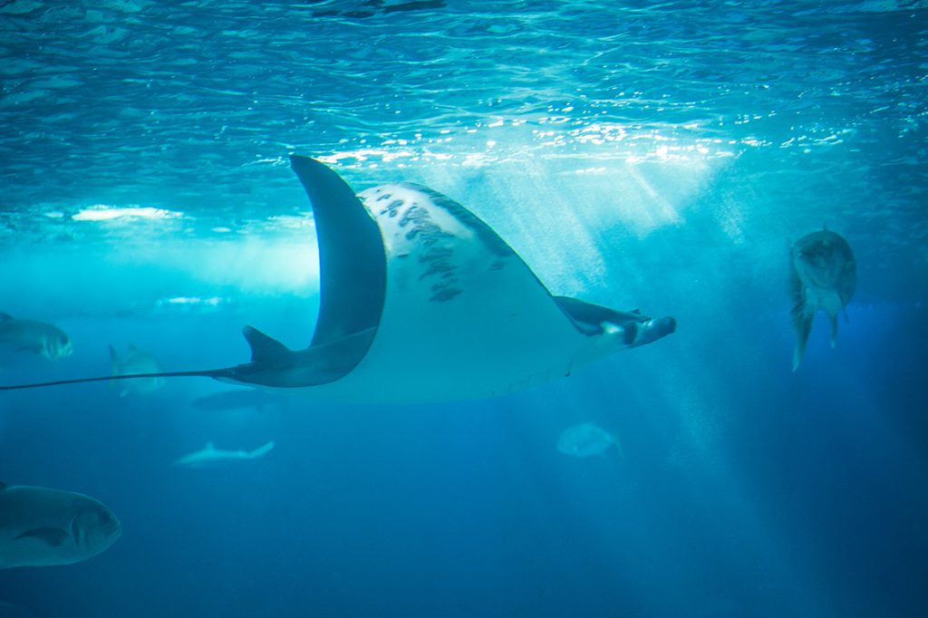 Giant Devil Ray 