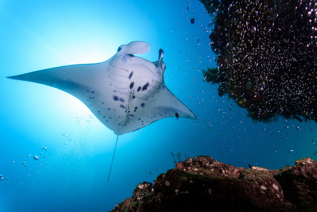 Giant Manta Rays at risk