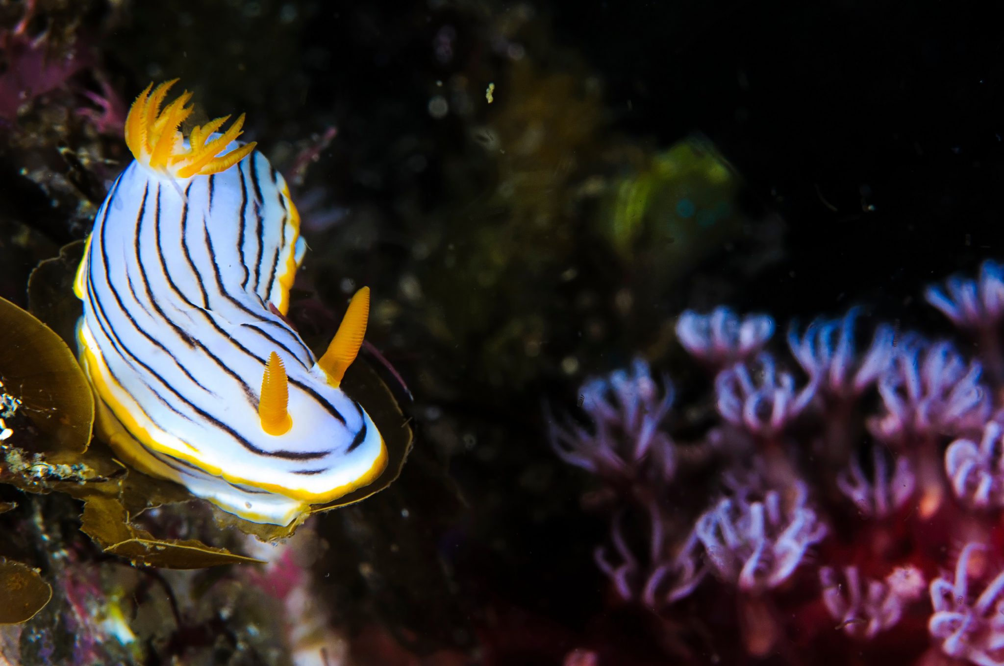 Izu_Nudibranch_Shutterstock