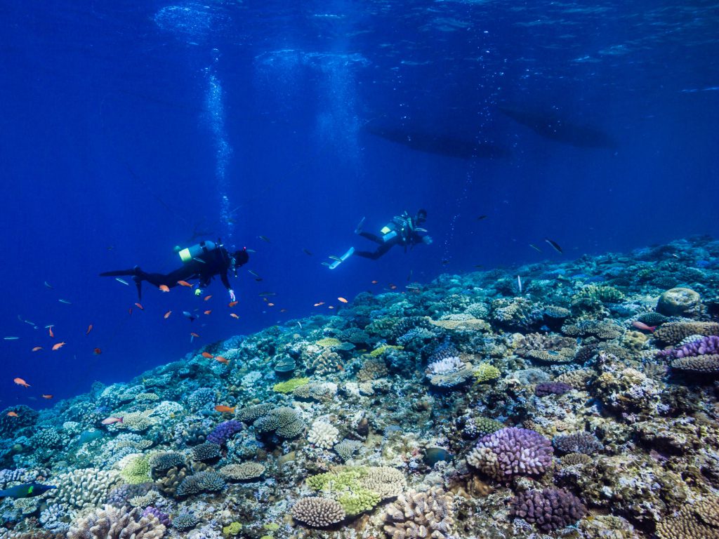 Japan_Diving_Shutterstock