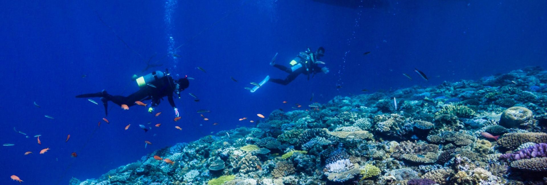 Diving In Japan: An Introduction