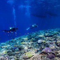 Japan_Diving_Shutterstock