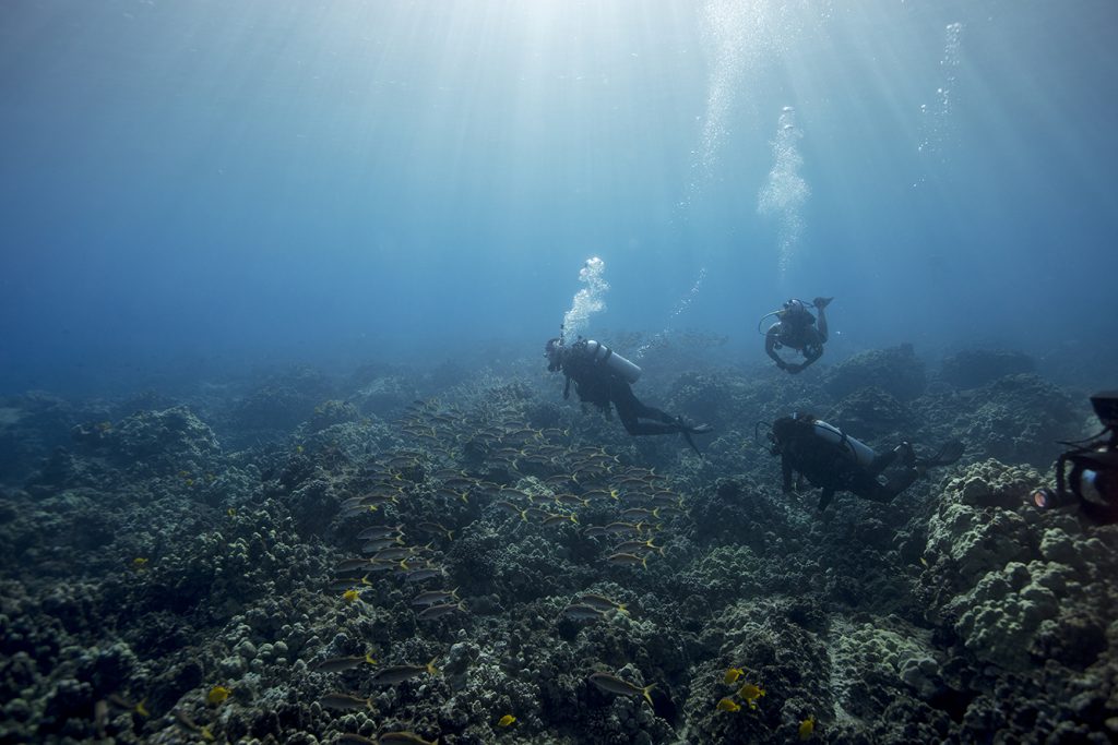 Look, don't touch - PADI, Green Fins