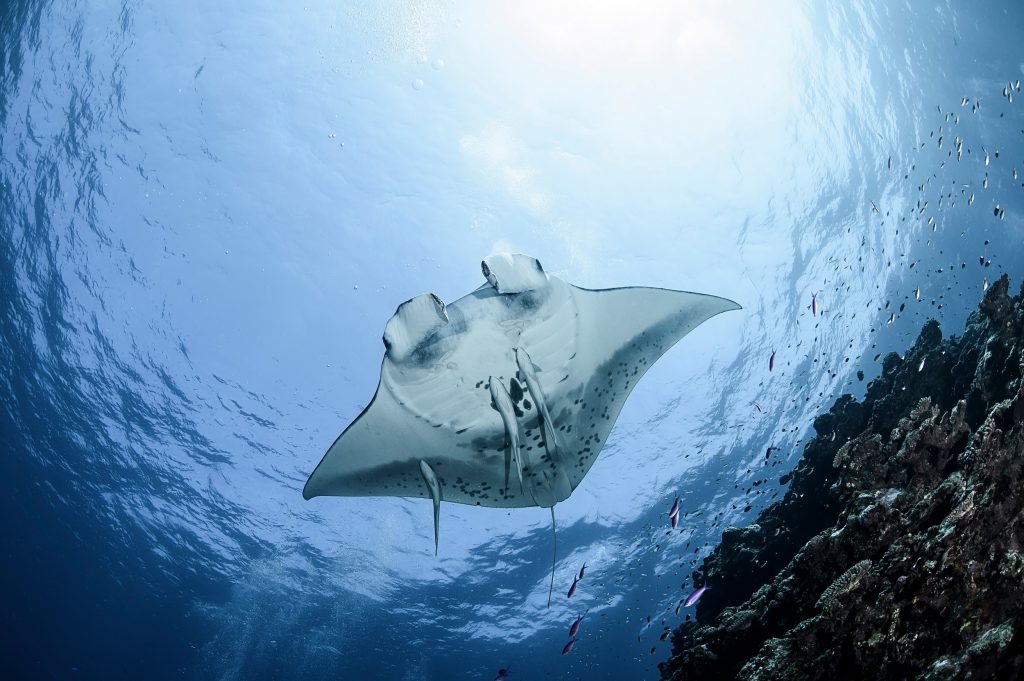 Top 5 Dive Sites Around Japan