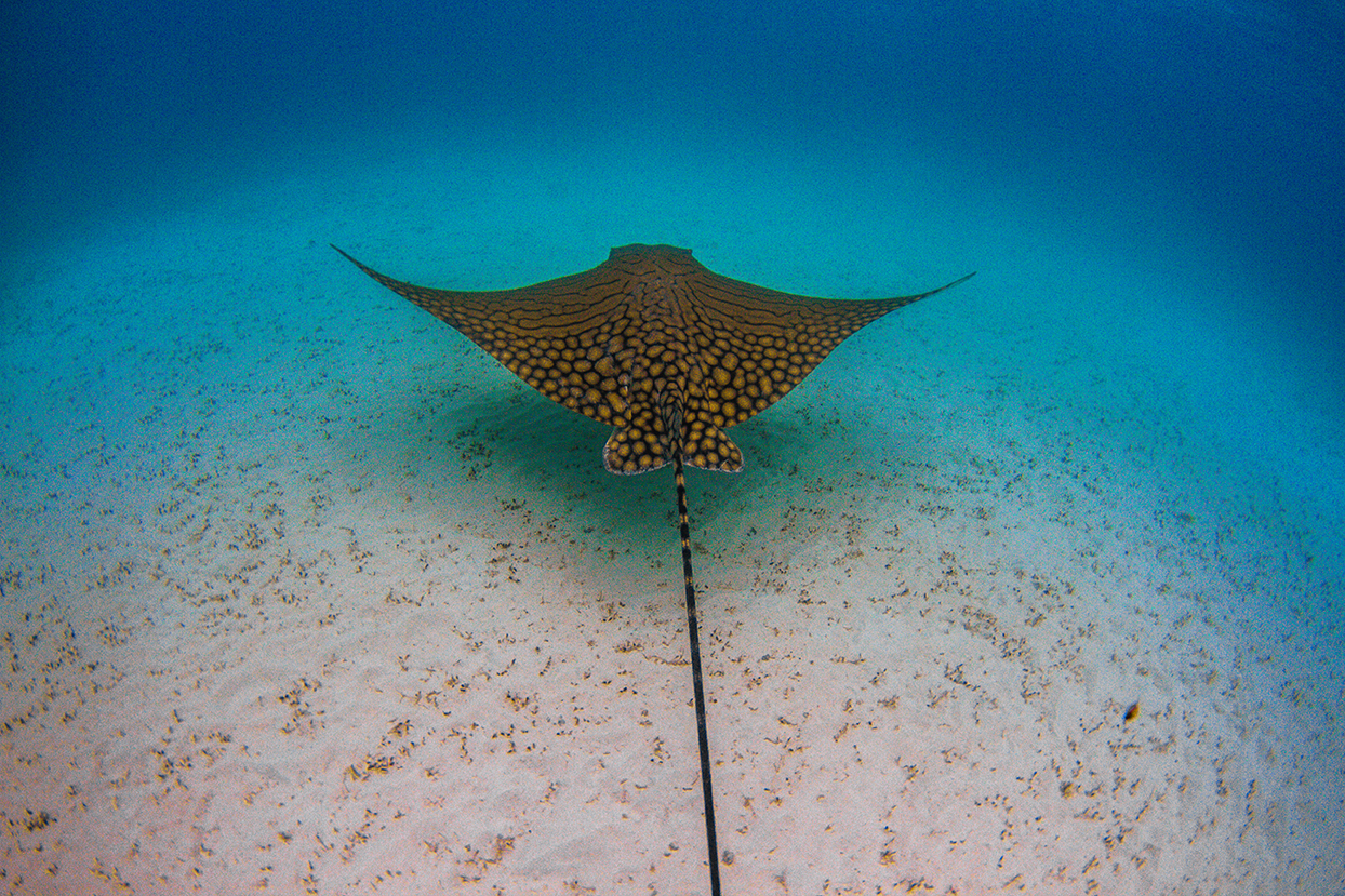 Ornate Eagle Ray