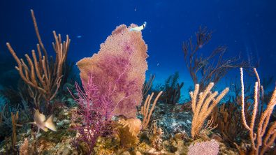 PADI-Bahamas-June-2017-underwater-3988