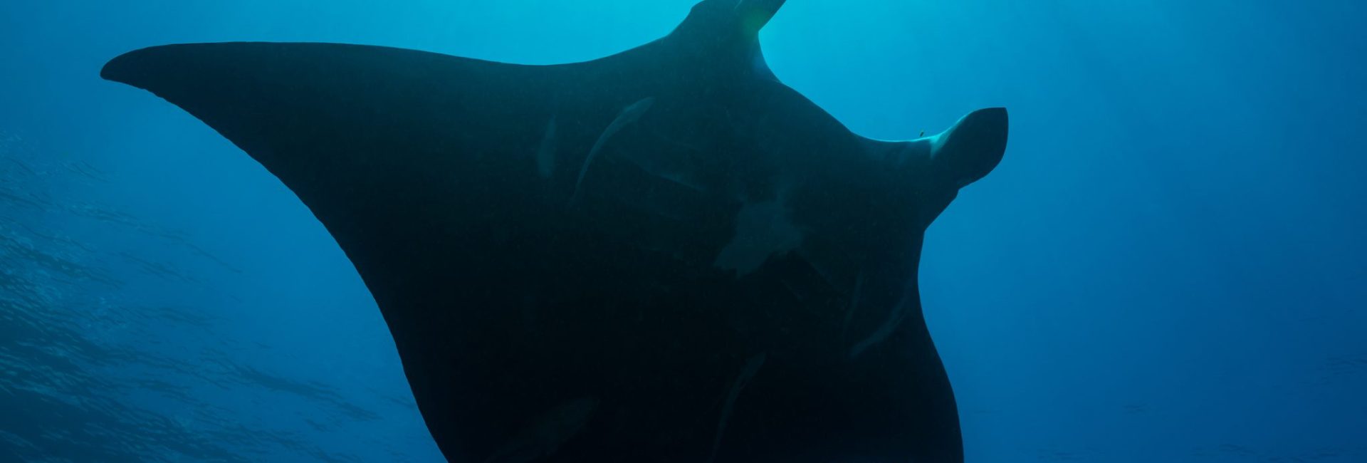 Rays at Risk