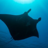 Rays at Risk