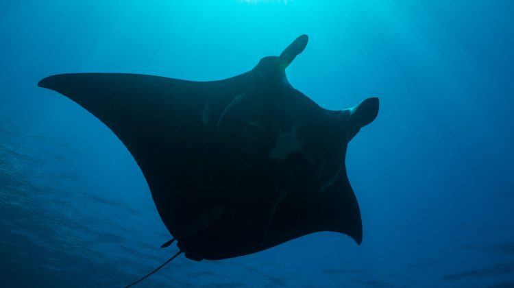 Rays at Risk
