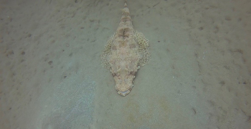 Scorpion Fish