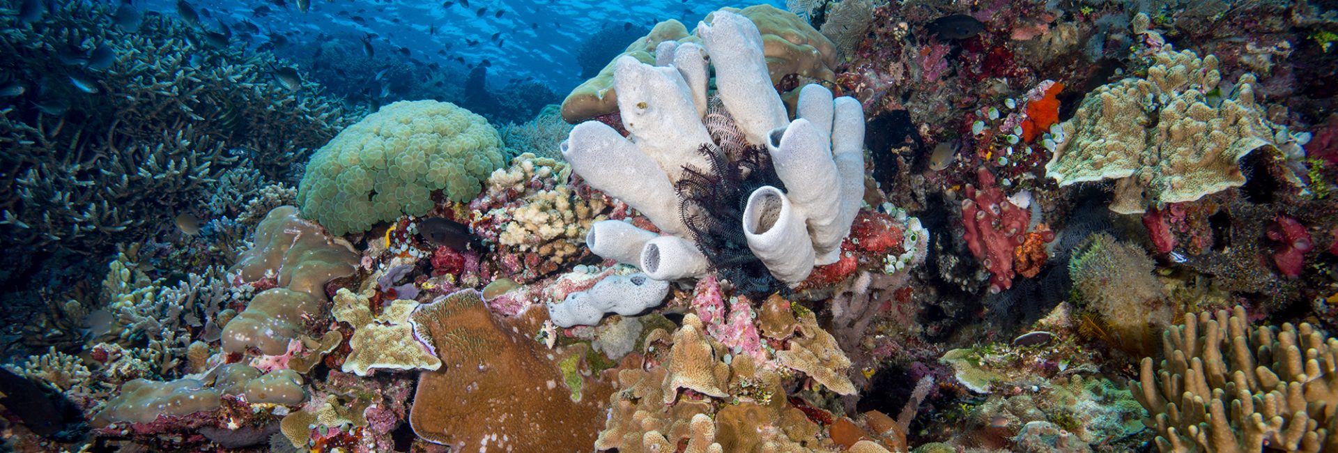 Explore North Sulawesi, Indonesia’s Hidden Gem