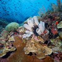Indonesia - North Sulawesi - Siladen Resort