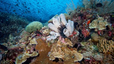Indonesia - North Sulawesi - Siladen Resort
