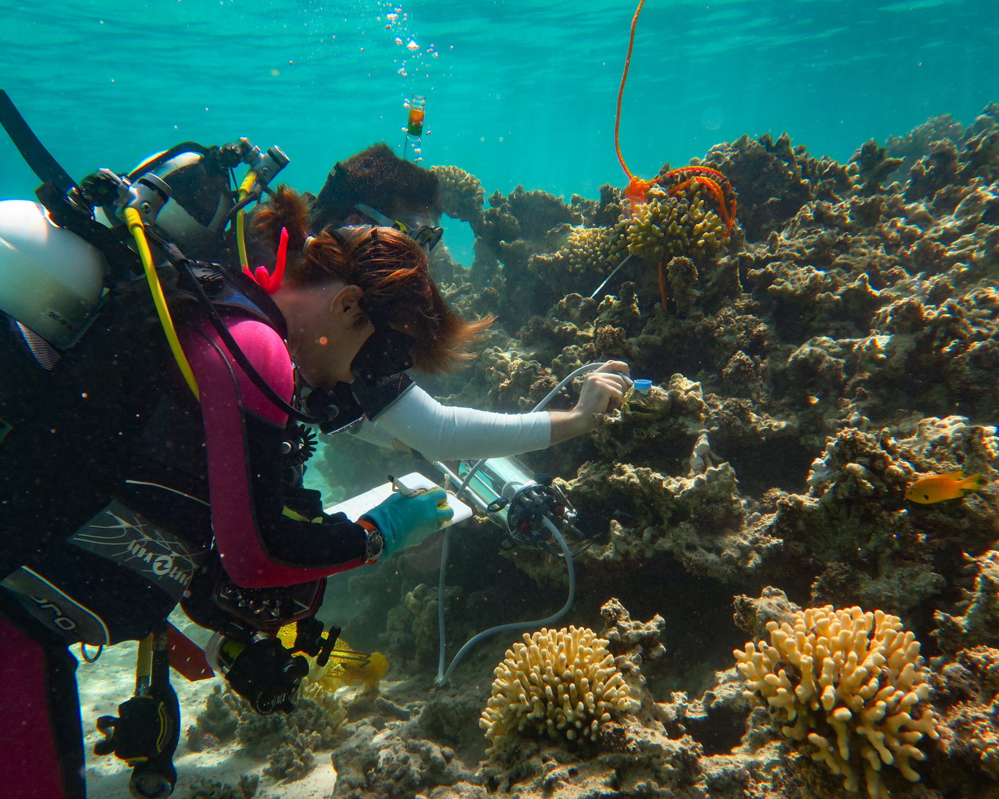 Diving into Ocean Science