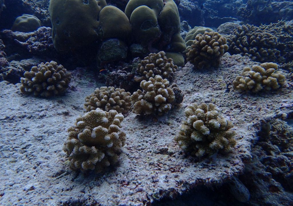 Transplanted coral