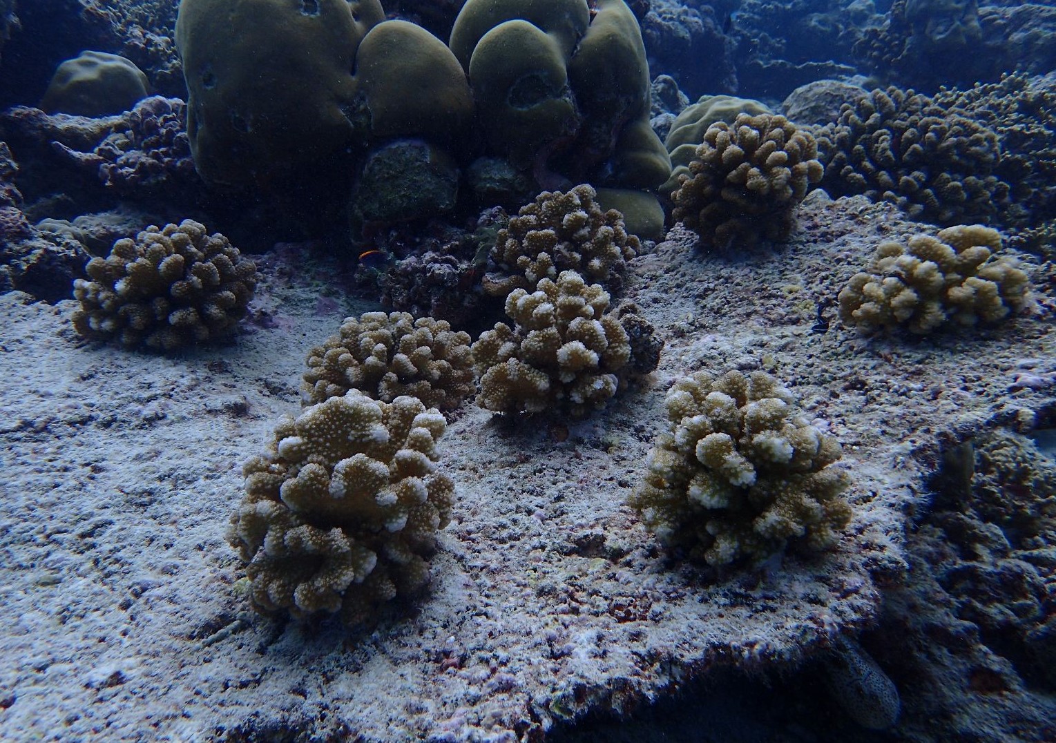 Velaa Private Island Coral Restoration