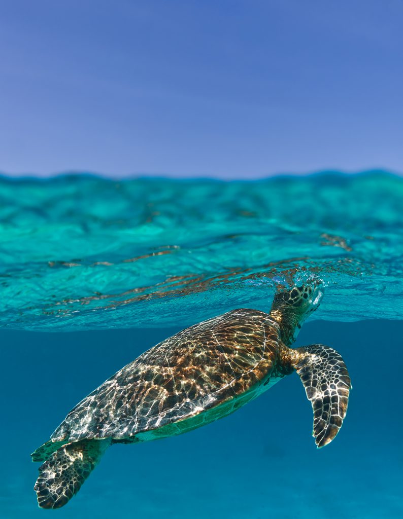 Turtle, Bonaire