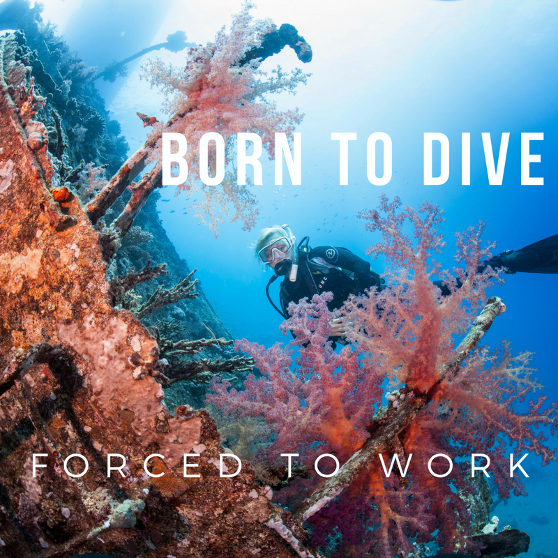 a scuba diver explores a wreck covered in pink coral - learn about scuba diving jobs