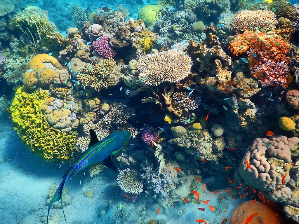 Scuba Diving in Eilat, Israel