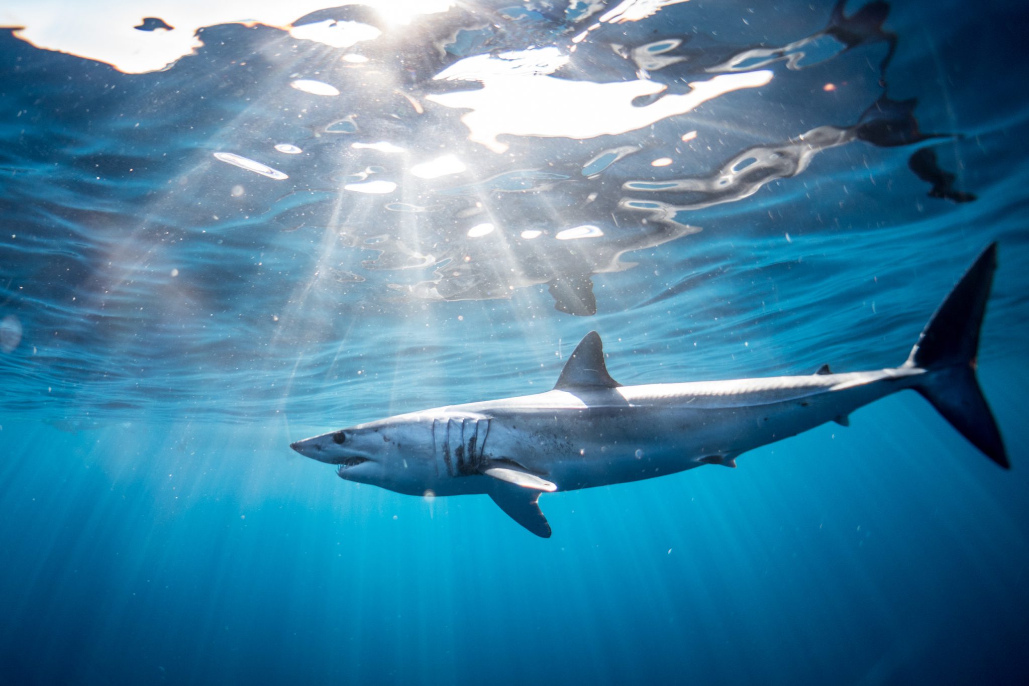 Cousteau's favorite dive- The Sea of Cortez