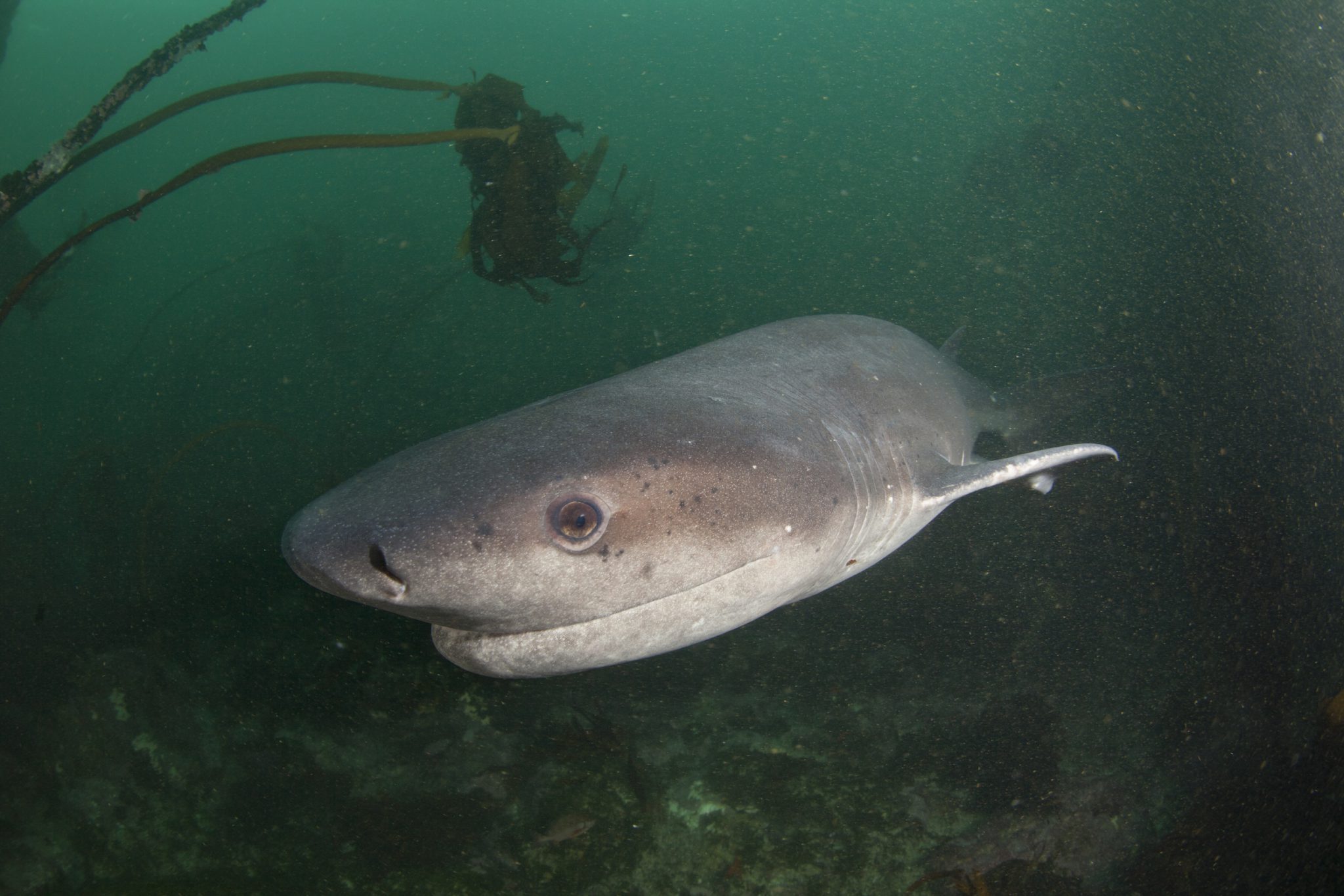 Une combinaison de plongée pour nager avec les requins - L'influx