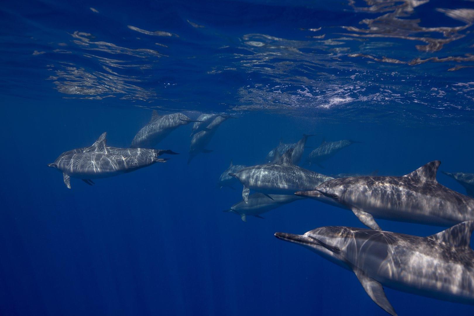 dolphins