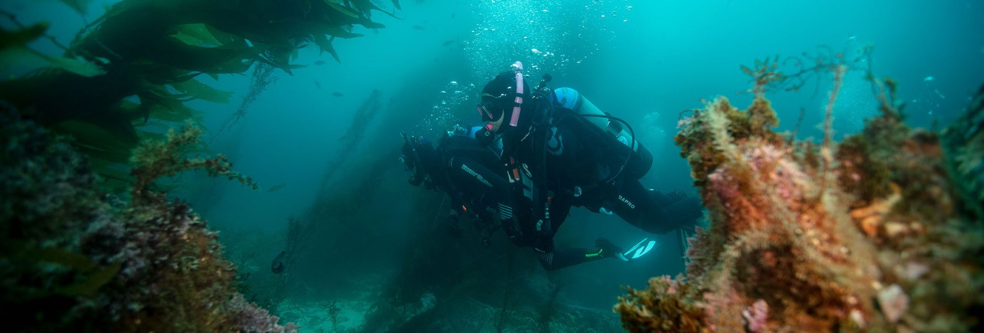 7 Tips for Getting Hired After Becoming a Scuba Instructor