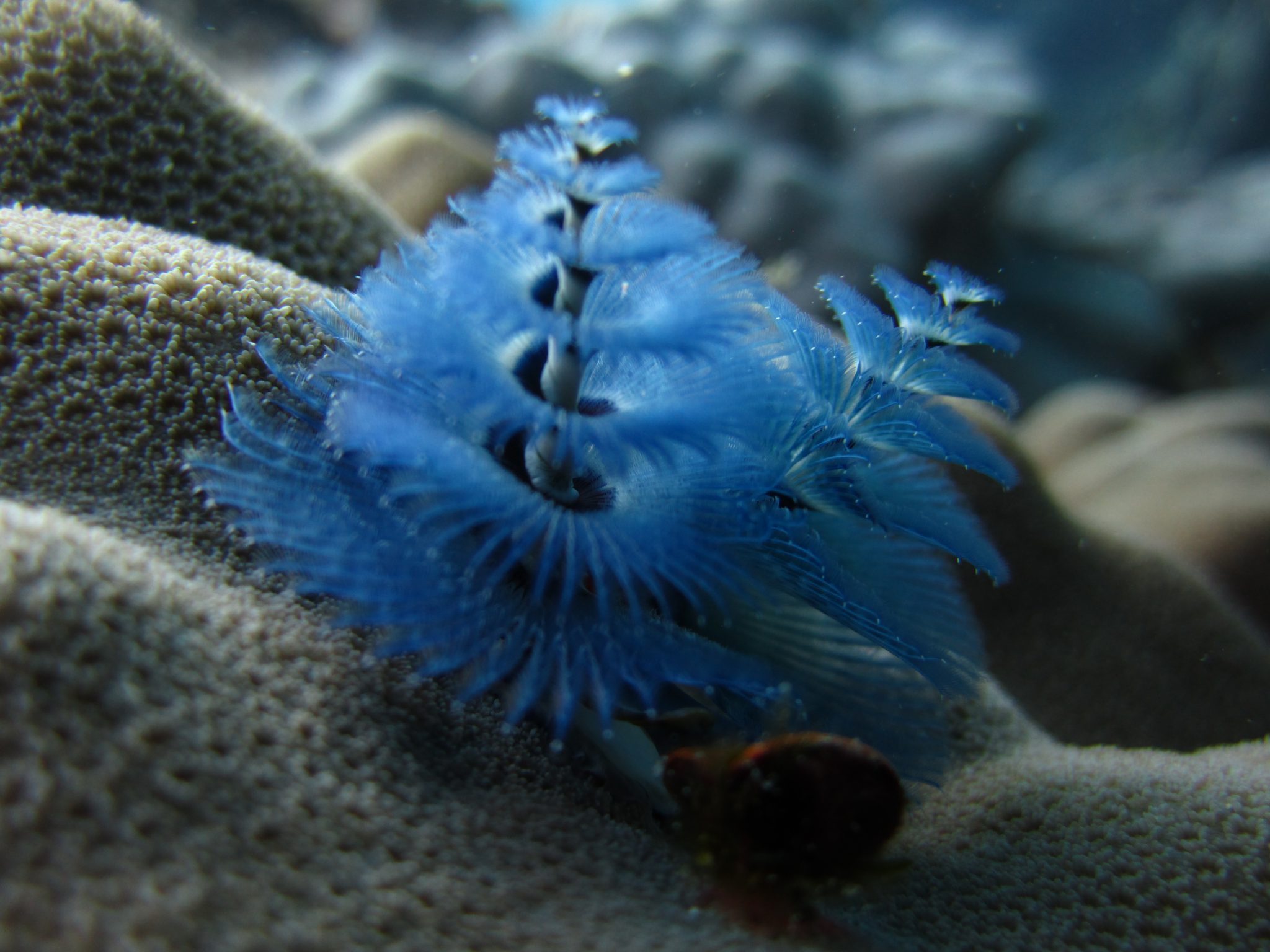 Scuba Diving - Underwater - Coral