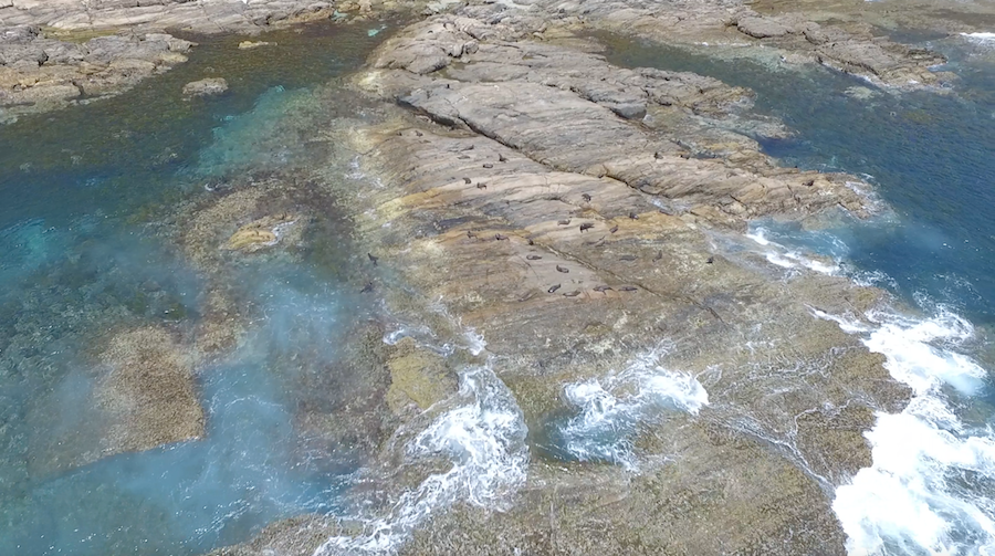 FurSeals_SalisburyIsland_MissionBlue