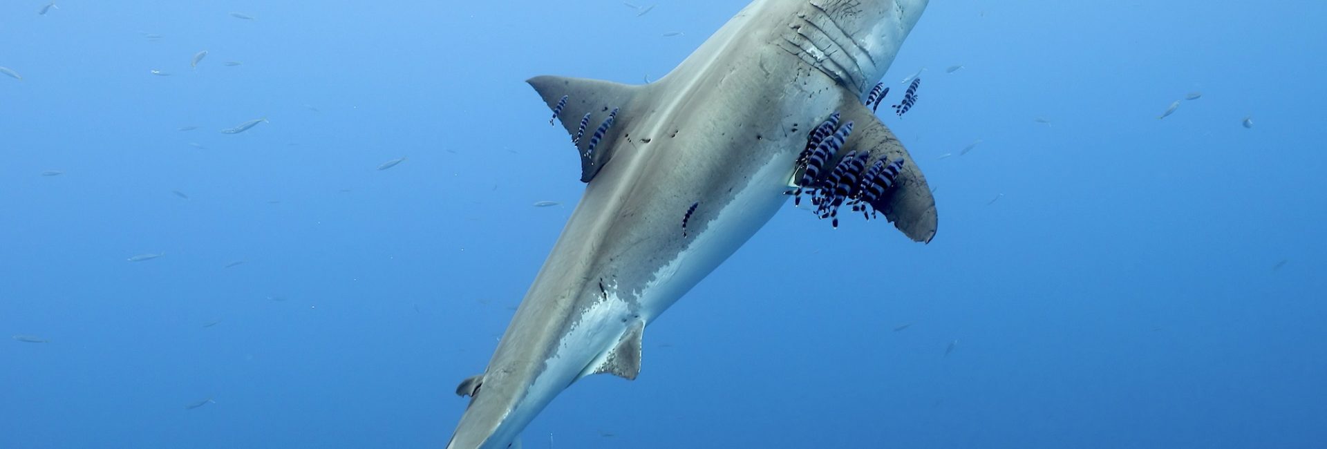 Video: Diving with Great White Sharks