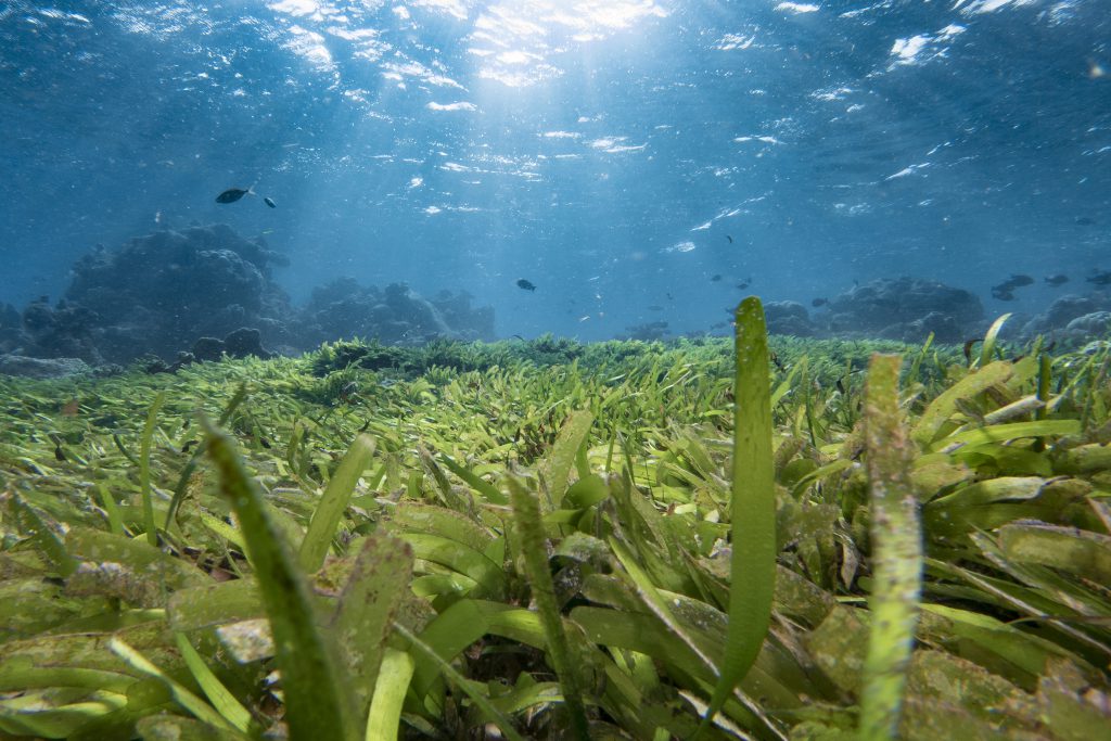 Maldives Seagrass: What You Need To Know