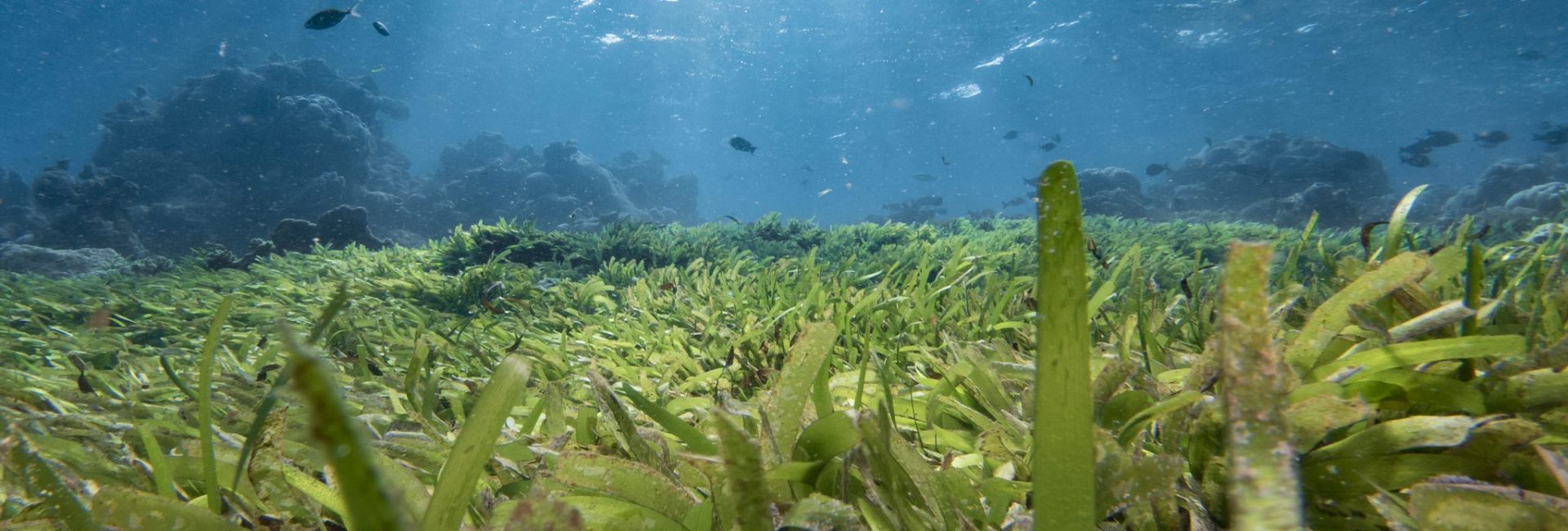Maldives Seagrass: What You Need To Know