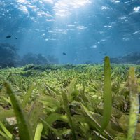 Maldives Seagrass Header