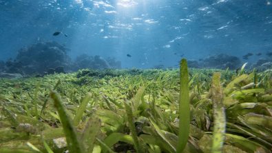 Maldives Seagrass Header