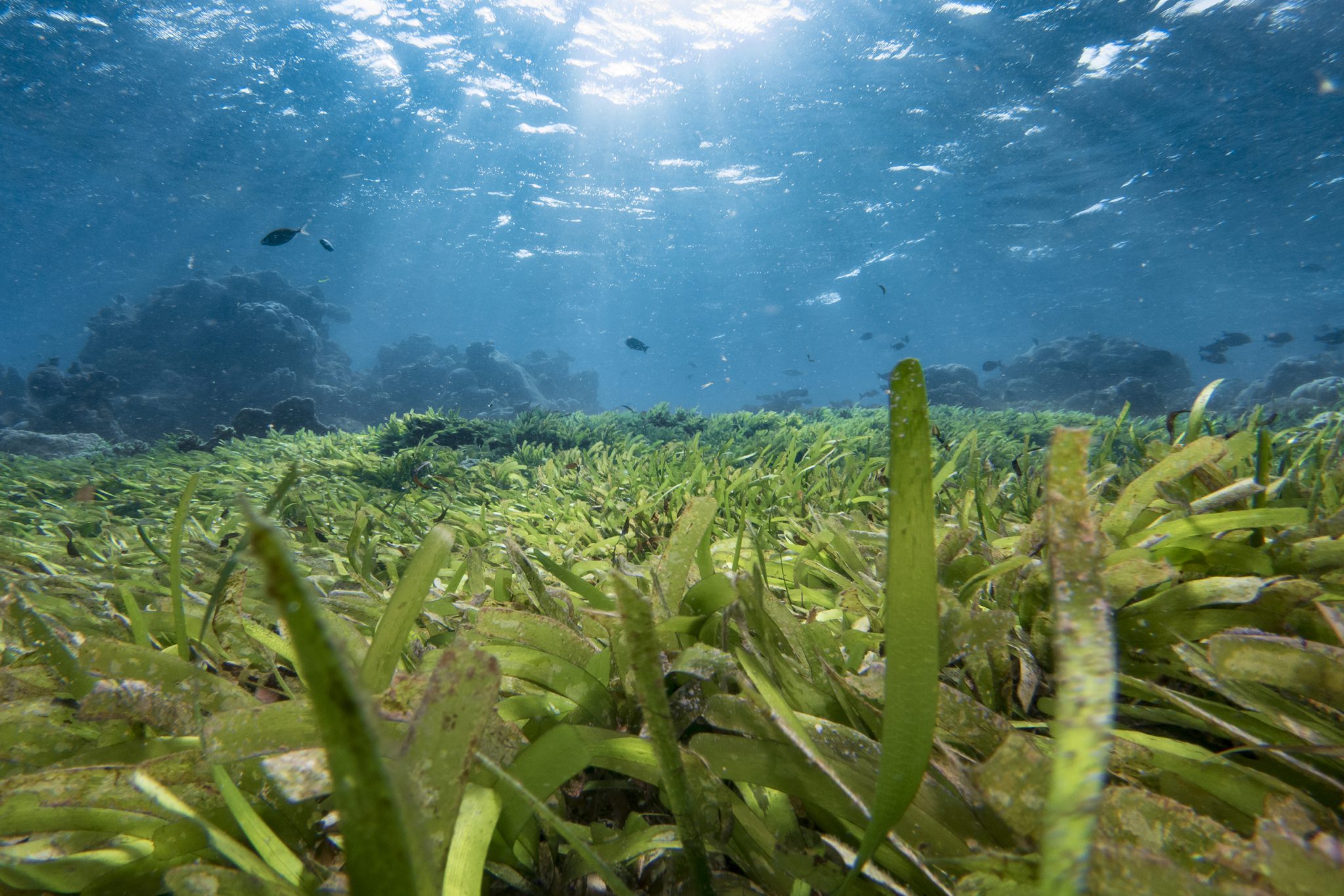 Maldives Seagrass Header