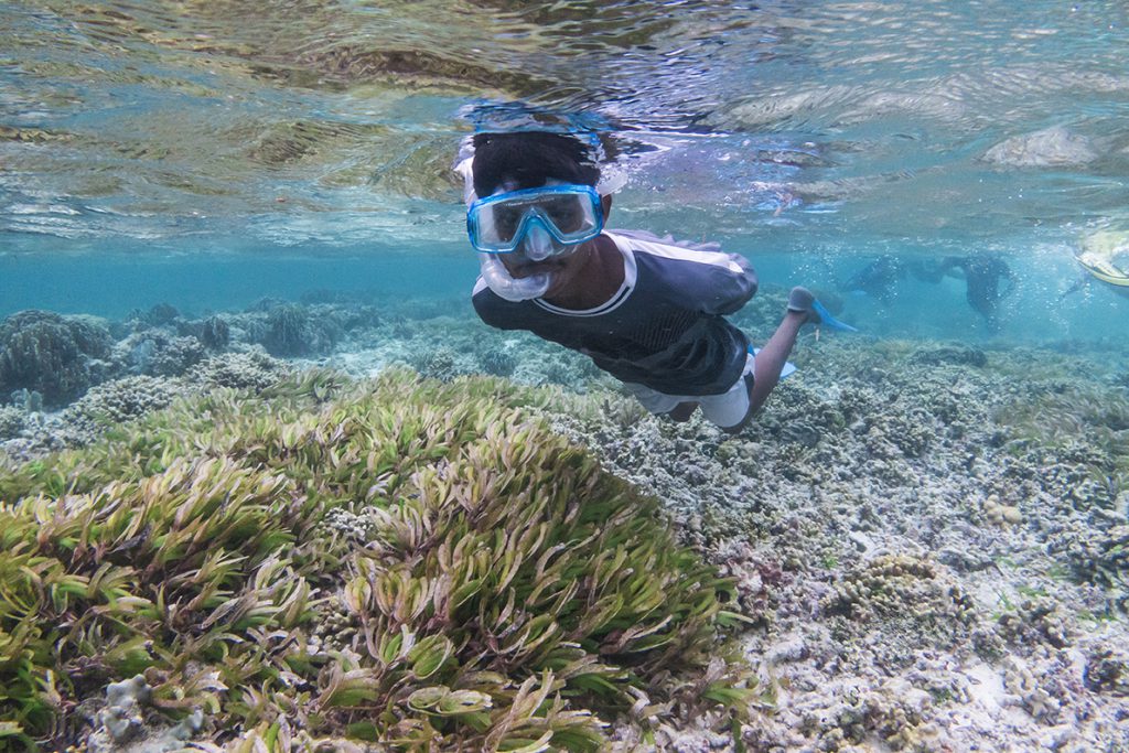 Maldives Seagrass - snorkeller