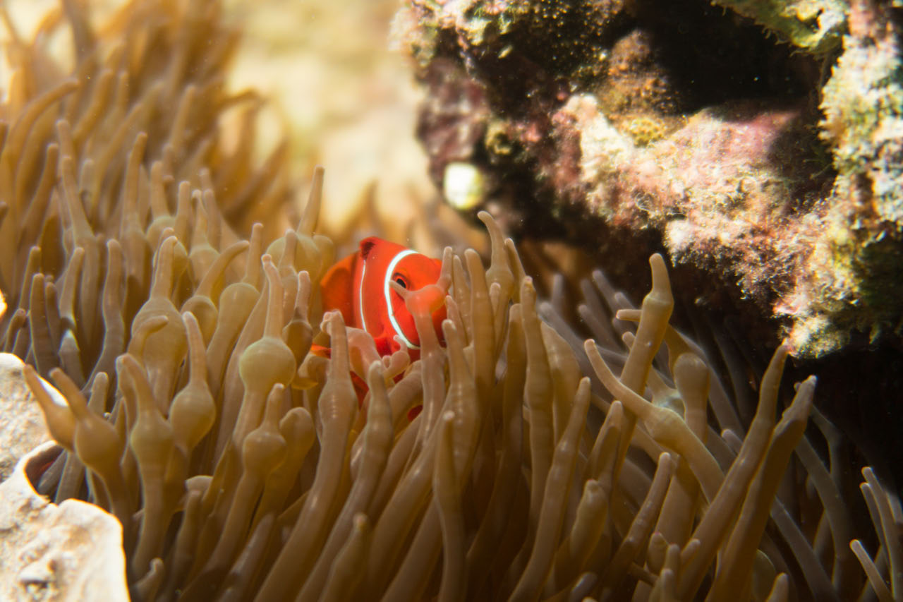 Scuba Diving - Underwater - Nemo - Clownfish
