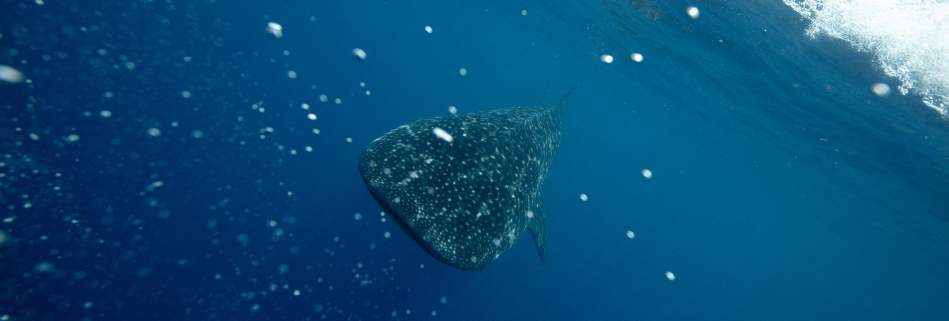 The Best Time of Year To Dive Honduras