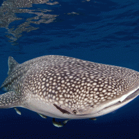 scuba diving photos gif