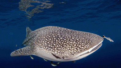 scuba diving photos gif
