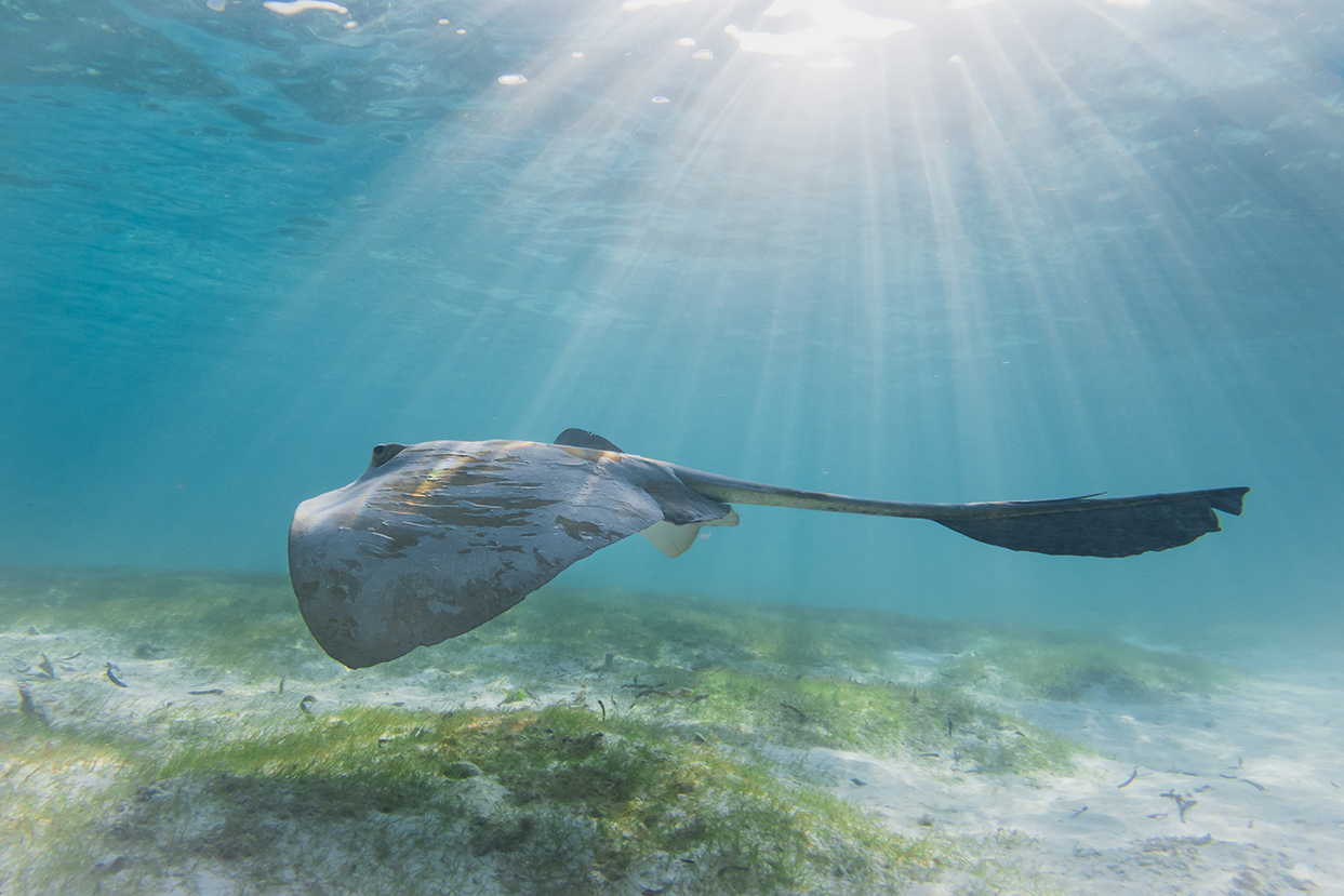A ray swimming along seagrass in the Maldives, a habitat which PADI Travel divers support by offsetting carbon emissions