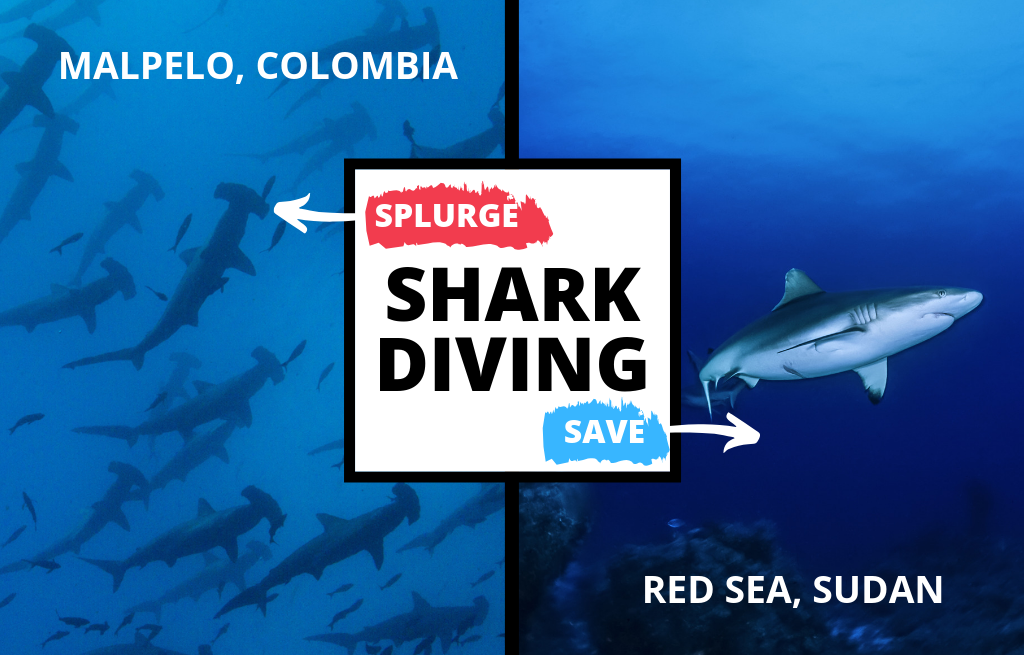 A split image showing malpelo, colombia to the left and red sea, sudan to the right with "shark diving" written in the middle