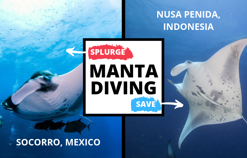 A split image showing a manta ray in mexico to the left and a manta ray in Indonesia on the right with "manta diving" written across the front