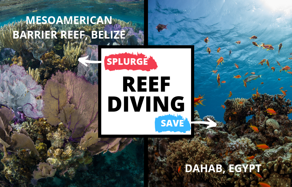 A split image showing the mesoamerican barrier reef in belize to the left and a coral reef in dahab, egypt to the right with "reef diving" written across the front