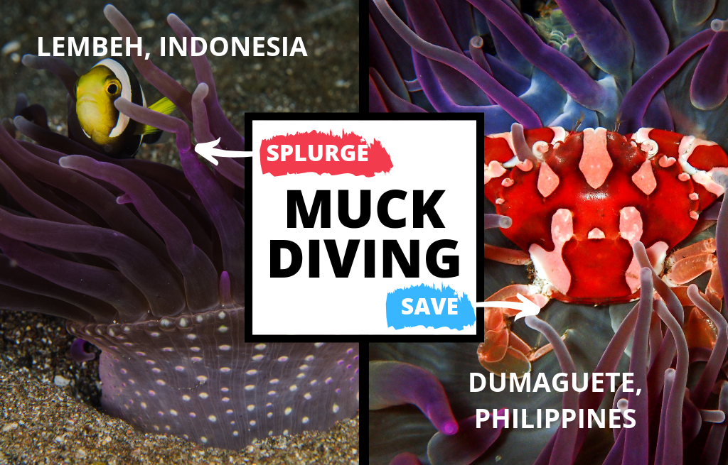 A split image showing an anemone fish and anemone in lembeh, indonesia on the left and a crab in an anemone in dumaguete, philippines on the right with "muck diving" written across the front