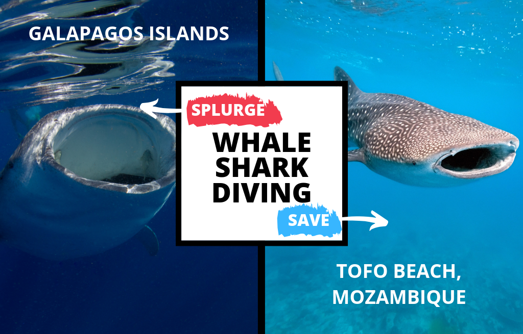A split image showing a whale shark in the galapagos on the left and a whale shark in tofo beach, mozambique on the right with "whale shark diving" written across the front