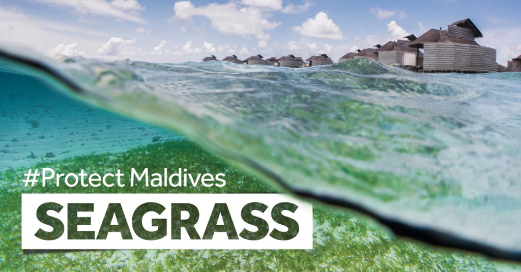 #protectmaldivesseagrass