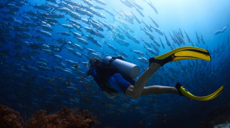 WarmWaterDive_Shutterstock