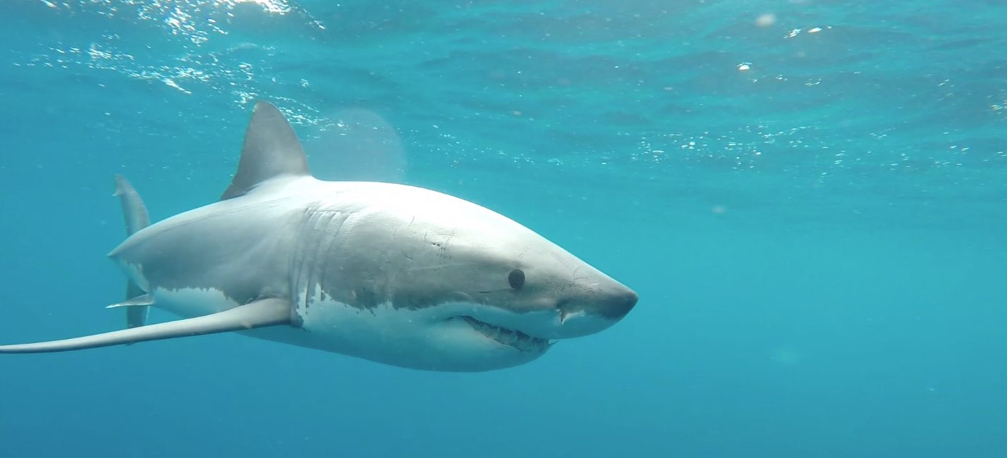 Hope Spot for White Sharks: Salisbury Island, Australia
