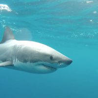 WhiteShark_SalisburyIslandAus_MissionBlue